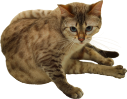 animals & Cats free transparent png image.