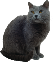 animals & cats free transparent png image.