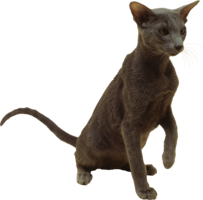 animals & cats free transparent png image.