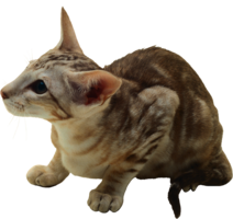 animals & cats free transparent png image.