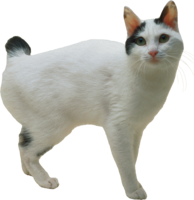 animals & cats free transparent png image.