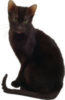 animals & cats free transparent png image.