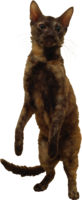 animals & cats free transparent png image.