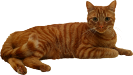 animals & cats free transparent png image.