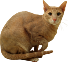 animals & cats free transparent png image.