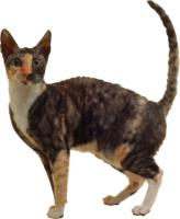 animals & Cats free transparent png image.