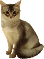 animals & cats free transparent png image.