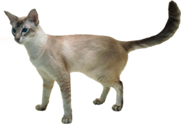 animals & cats free transparent png image.