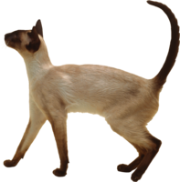 animals & cats free transparent png image.