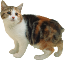 animals & cats free transparent png image.