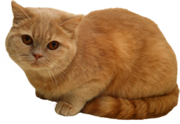 animals & cats free transparent png image.