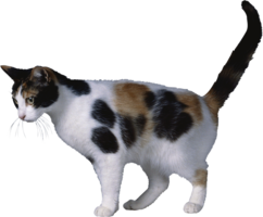 animals & cats free transparent png image.