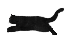 animals & cats free transparent png image.