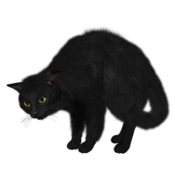 animals & cats free transparent png image.