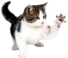 animals & cats free transparent png image.