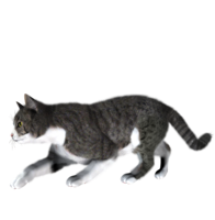 animals & cats free transparent png image.