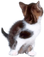 animals & cats free transparent png image.