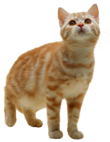 animals & cats free transparent png image.