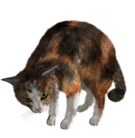 animals & cats free transparent png image.