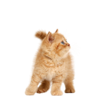 animals & cats free transparent png image.