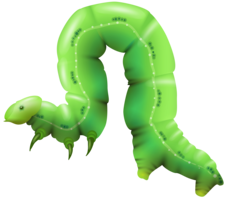 insects & caterpillar free transparent png image.