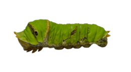 insects & Caterpillar free transparent png image.