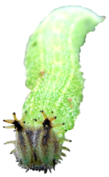 insects & caterpillar free transparent png image.