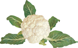 vegetables & Cauliflower free transparent png image.