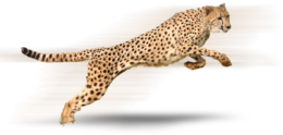 animals & Cheetah free transparent png image.