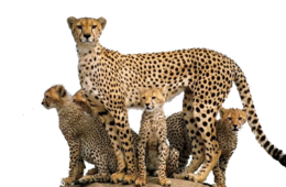 animals & Cheetah free transparent png image.