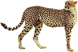 animals & cheetah free transparent png image.