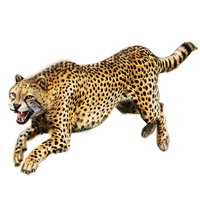 animals & cheetah free transparent png image.