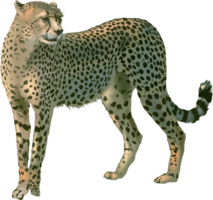 animals & Cheetah free transparent png image.