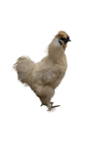 animals & Chicken free transparent png image.