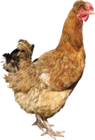 animals & Chicken free transparent png image.