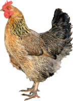 animals & Chicken free transparent png image.