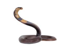 animals & Cobra free transparent png image.