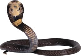 animals & Cobra free transparent png image.