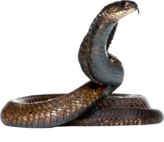 animals & Cobra free transparent png image.