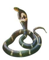 animals & cobra free transparent png image.