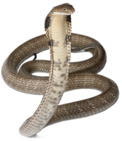 animals & cobra free transparent png image.