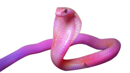 animals & Cobra free transparent png image.