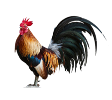 animals & Cock free transparent png image.