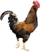 animals & Cock free transparent png image.