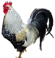 animals & Cock free transparent png image.