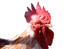 animals & Cock free transparent png image.