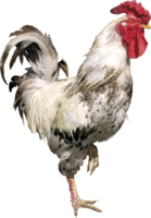 animals & Cock free transparent png image.