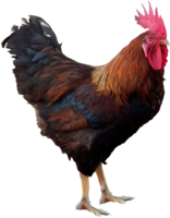 animals & Cock free transparent png image.