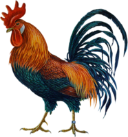 animals & Cock free transparent png image.