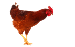 animals & Cock free transparent png image.